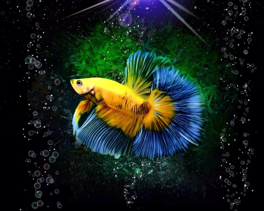 Fish Digital Art - Bright Yellow Betta Fish With Blue Fins by Scott Wallace Digital Designs