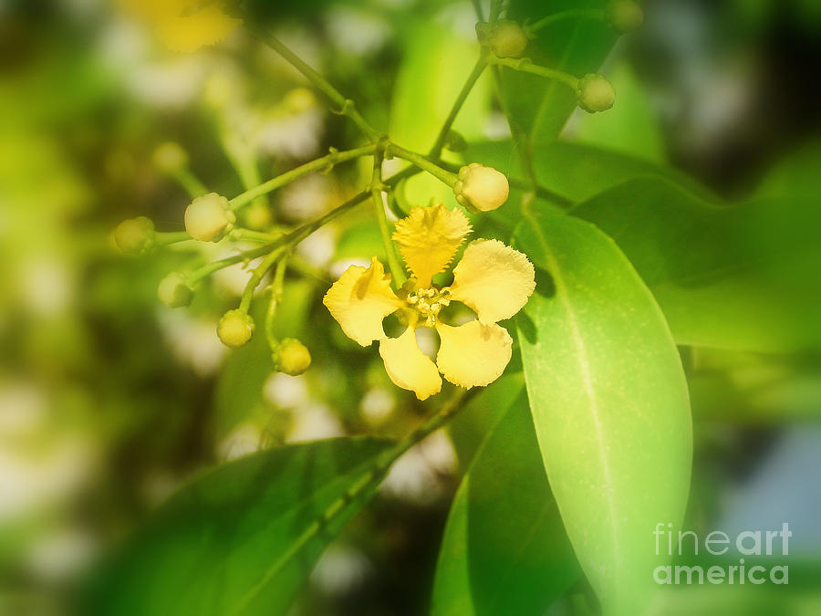 Bright Yellow Blooms Photograph by Ella Kaye Dickey