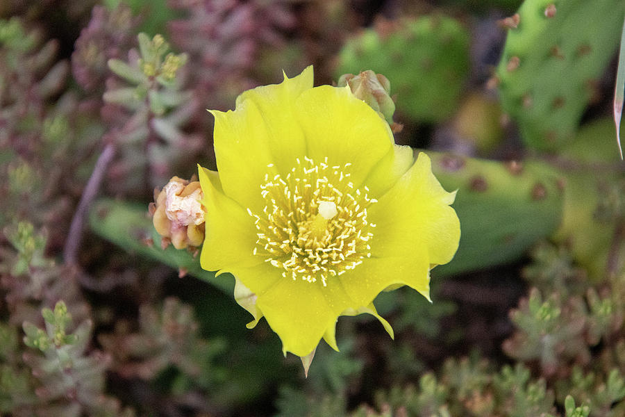 Bright Yellow Cactus Flower Photograph by Matt Sexton