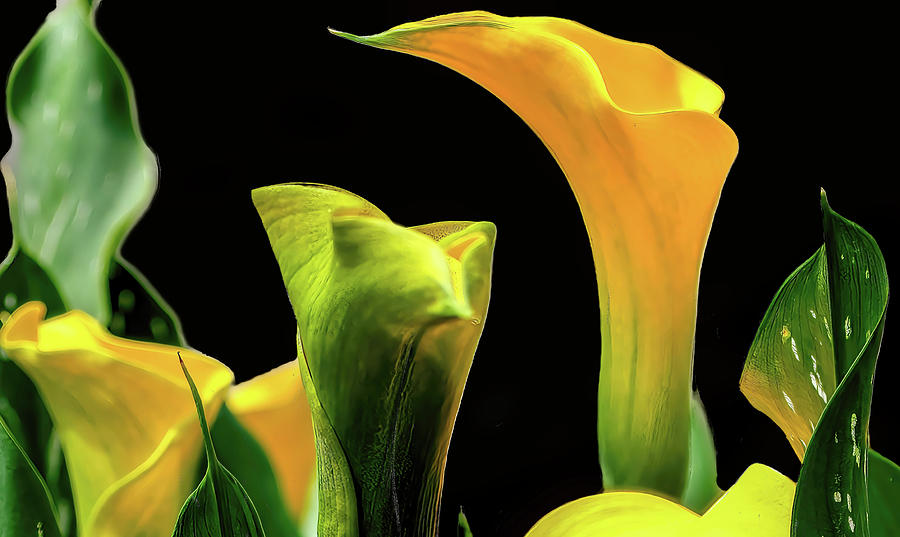 Flower Digital Art - Bright Yellow Calla Lilies by Ed Stines