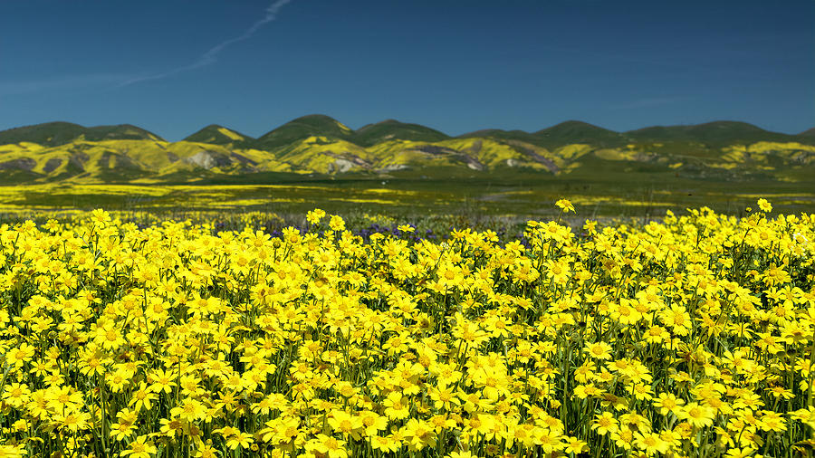Bright Yellow Carpet of Wildflowers Photograph by Lindsay Thomson