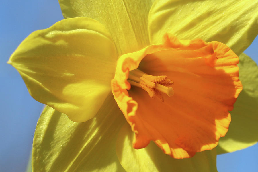 Bright Yellow Daffodil Welcomes Springtime Photograph