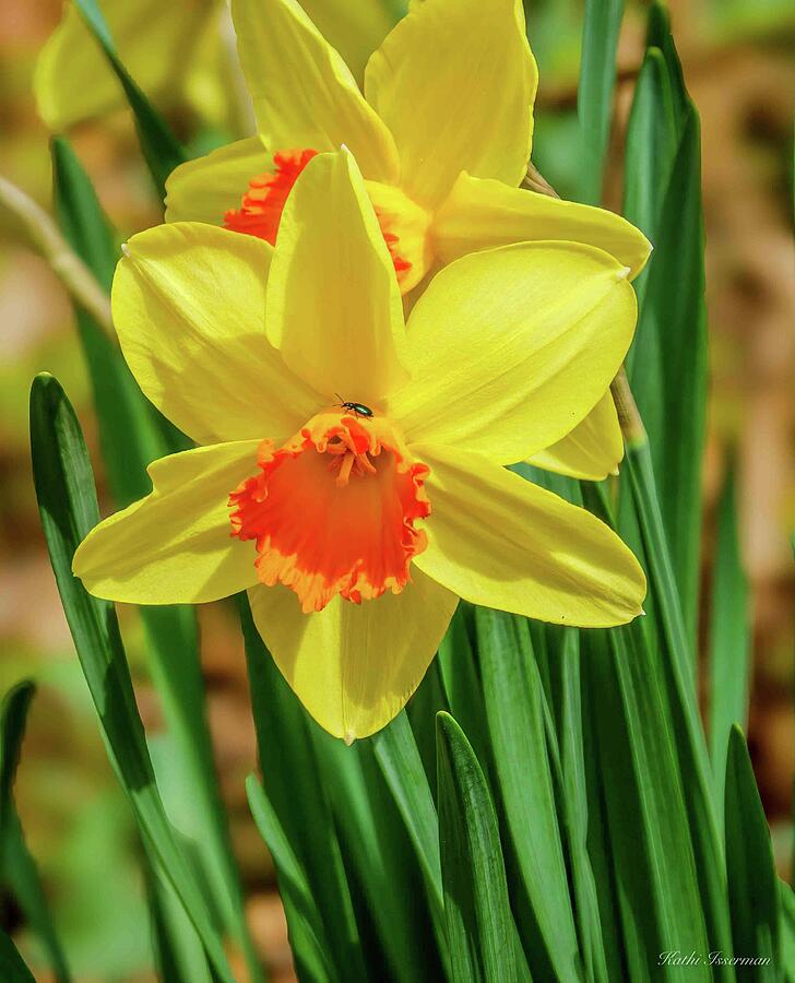 Bright Yellow Daffodils Photograph by Kathi Isserman Bright Yellow Daffodils Photograph by Kathi Isserman