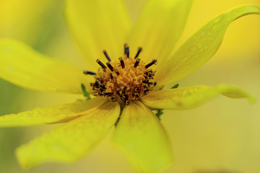 Yellow Photograph - Bright Yellow Daisy by Karen Rispin