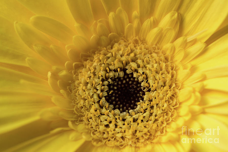 Nature Photograph - Bright Yellow Flower Close-up by Nancy Gleason