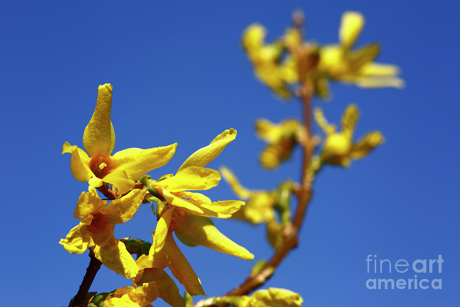 Bright Yellow Forsythia Flowers Photograph by James Brunker