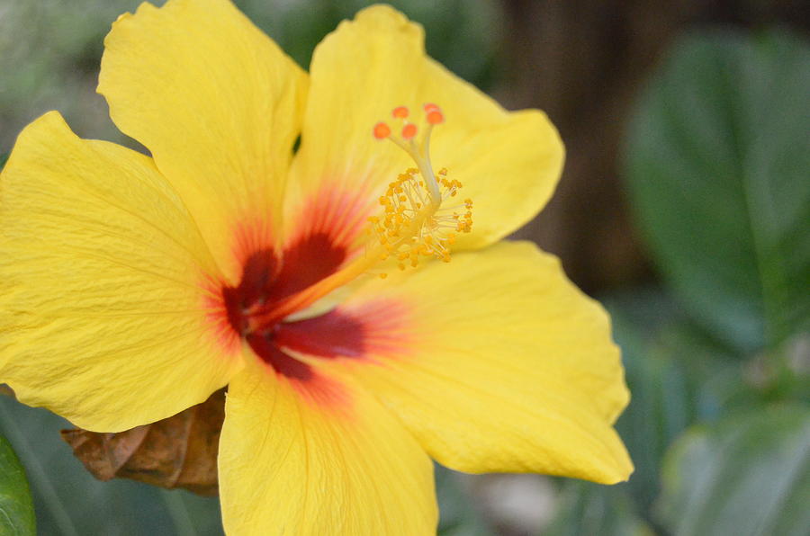 Bright Yellow Hibiscus Photograph by Amy Fose