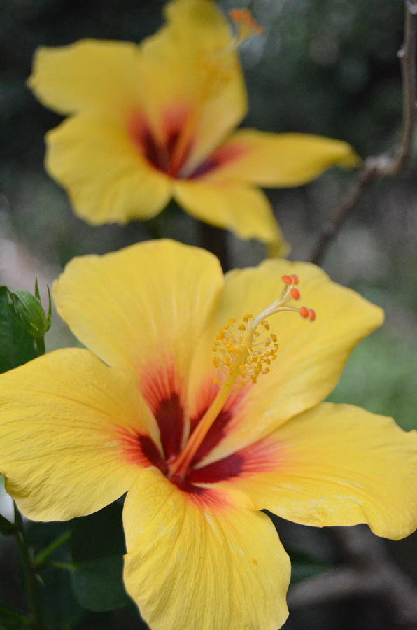 Bright Yellow Hibiscus Pair Photograph by Amy Fose