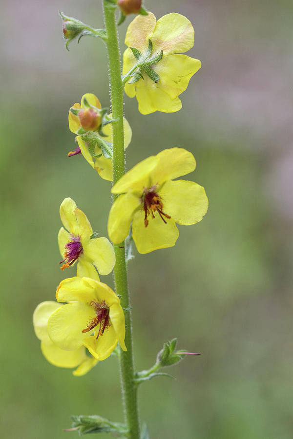 Bright Yellow Moth Mullein Wildflowers - Verbascum blattaria Photograph by Kathy Clark