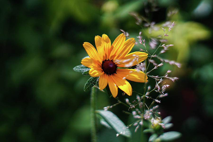 Bright Yellow Prairie Bloomer Photograph by Kimberly Mackowski