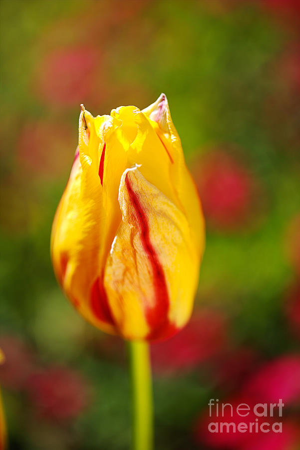 Bright Yellow Red Tulip Photograph by Joy Watson