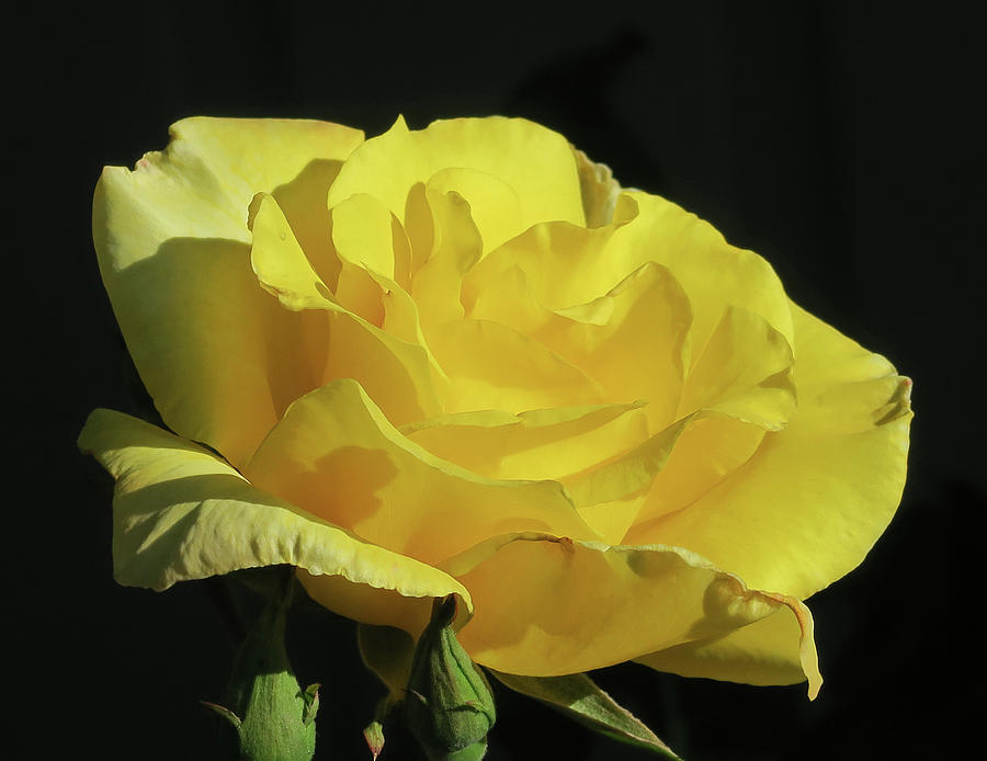 Bright Yellow Rose-IMG_0483  Photograph by Shirley Heyn