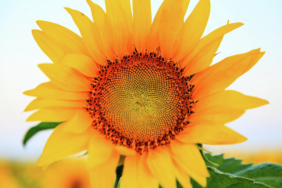 Bright Yellow Sunflower at Sunrise 3 Photograph by HawkEye Media