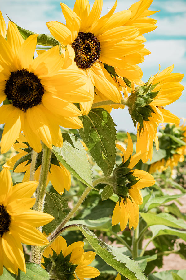 Bright Yellow Sunflower Blooms Photograph