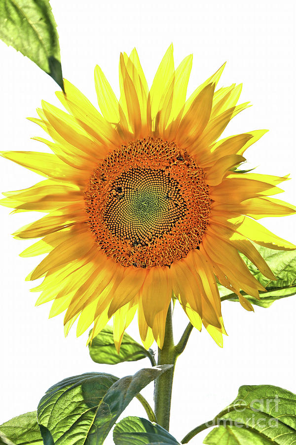 Bright Yellow Sunflower Photograph by Vivian Krug Cotton