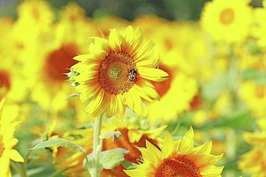 Bright Yellow Sunflowers Photograph
