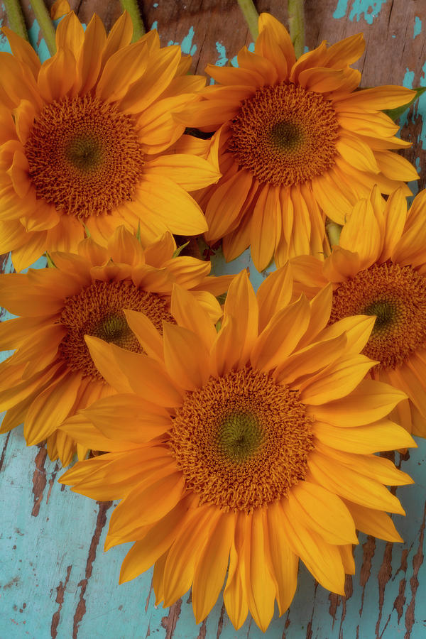 Bright Yellow Sunflowers Photograph By Garry Gay Fine Art America 