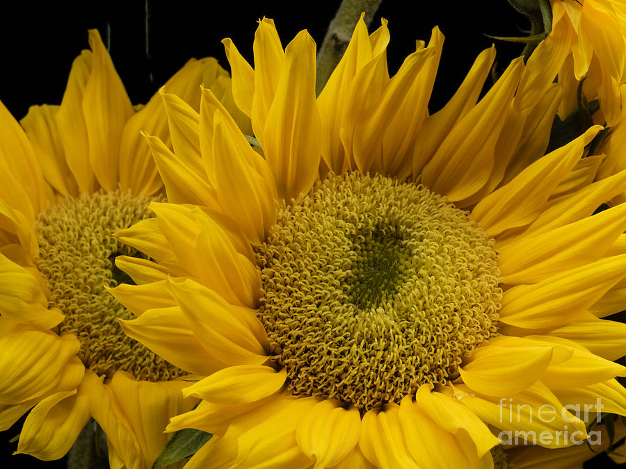 Bright Yellow Sunflowers Photograph by L Bosco