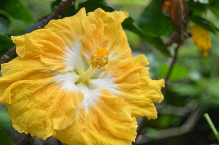 Bright Yellow White Hibiscus Photograph by Amy Fose