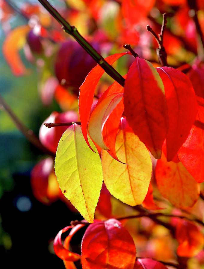 Brightest of Leaves Photograph by Michelle Kubiak - Fine Art America