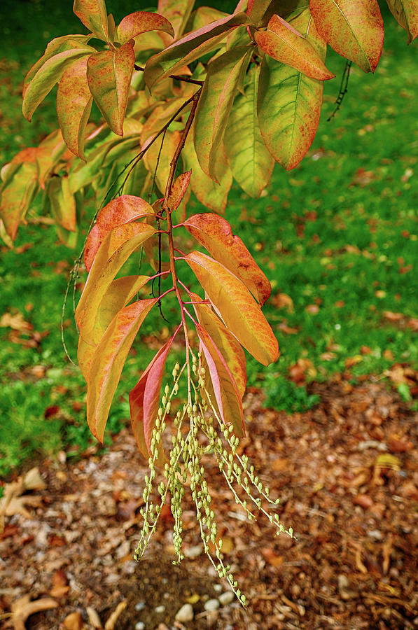 Brightly colored autumn leaves in  Washington Park Photograph by Steve Estvanik