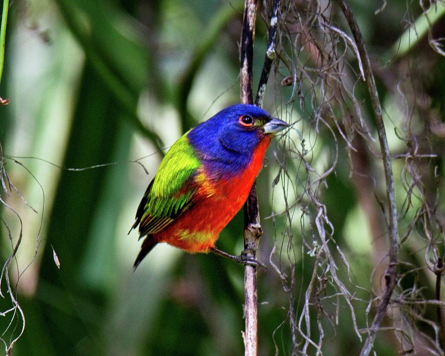 Brightly colored Male Painted Bunting Photograph by Ronald Lutz