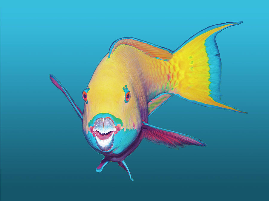 Parrotfish - Brightly colored on gradient blue background -  Mixed Media by Ute Niemann