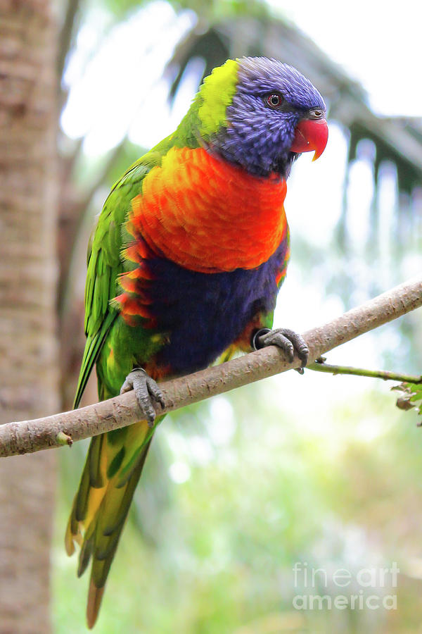 Brightly Coloured Parrot Perched In A Tree In Gran Canaria, Canary ...