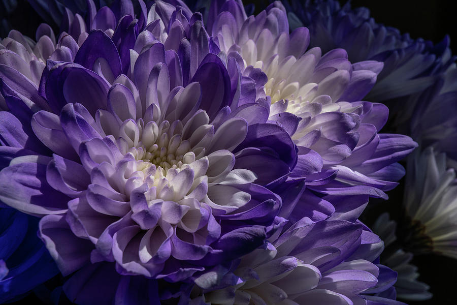 Brilliant Bouquet Photograph by Linda Howes