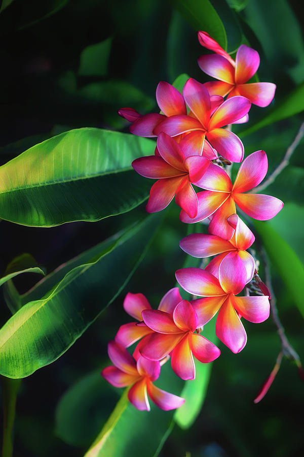 Brilliant and Moody Plumerias Photograph by Jade Moon