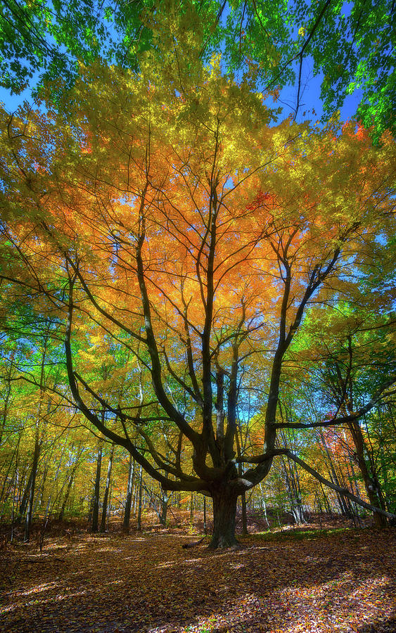 Brilliant Autumn Colors Photograph by Owen Weber
