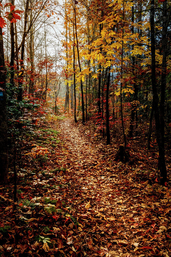 Brilliant Autumn Trails Photograph by Debra and Dave Vanderlaan