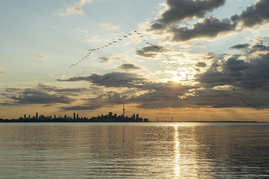 Brilliant Bird Ribbons - Toronto Skyline with Streaming Bands of Cormorants  Photograph by Georgia Mizuleva