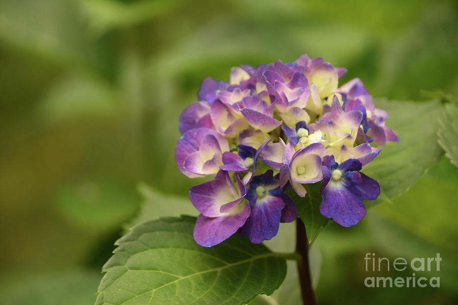 Brilliant Blue and Purple Hydrangea Blossom Flowering Photograph by