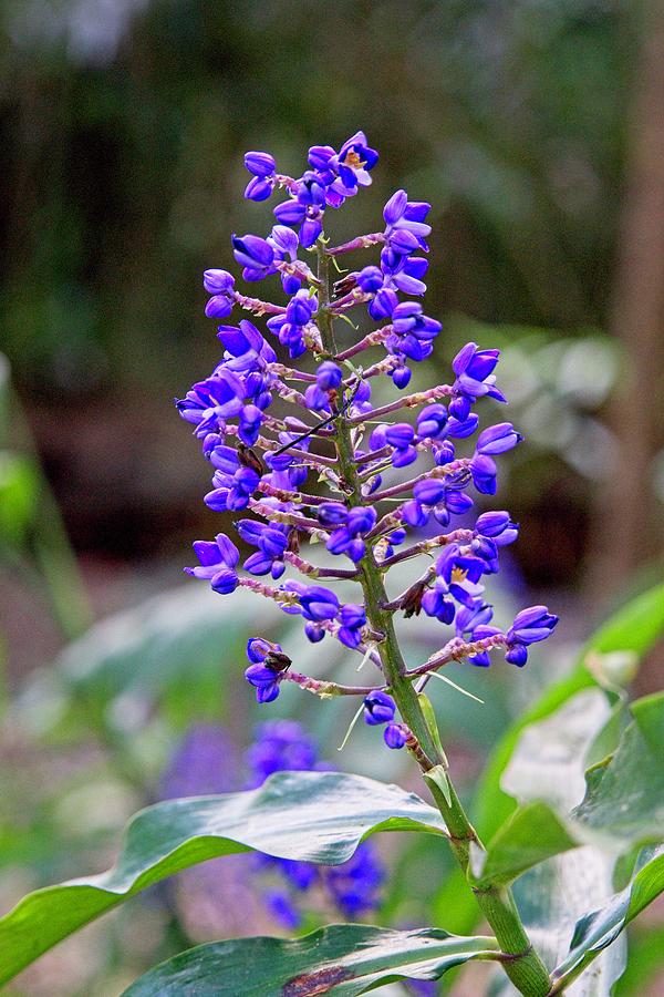 Brilliant Blue Inflorescences Photograph by Douglas Barnett - Fine Art ...