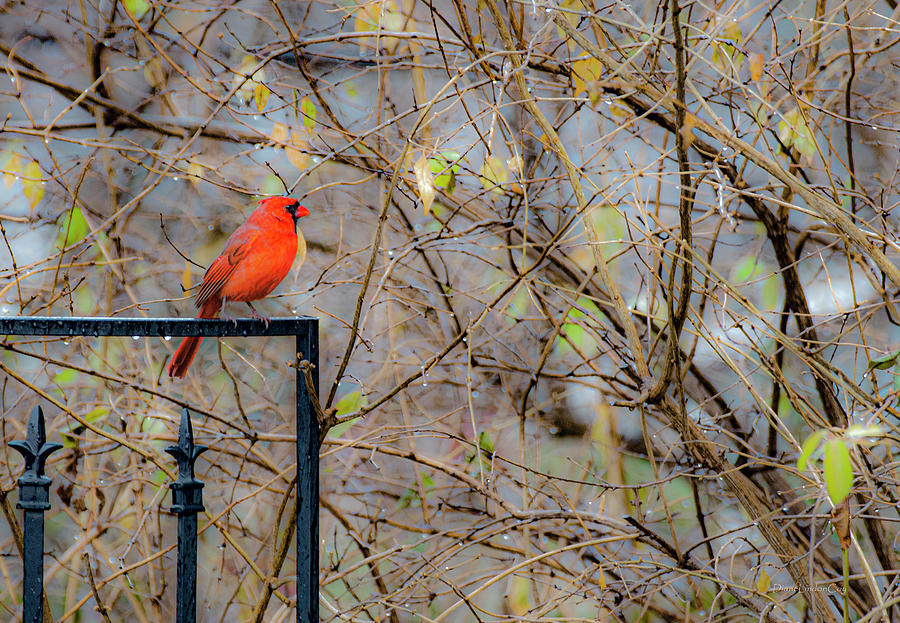 Brilliant Cardinal Photograph by Diane Lindon Coy