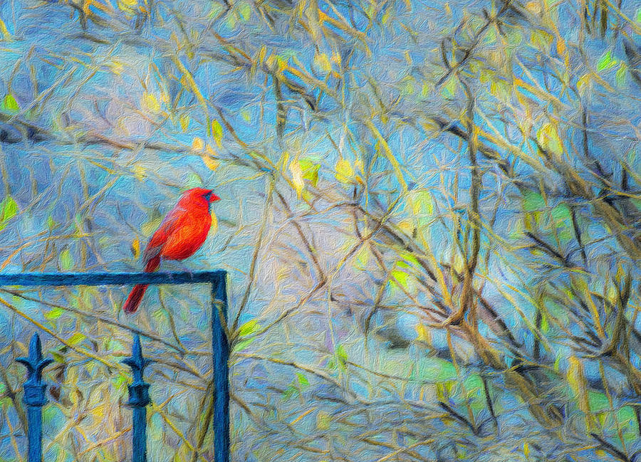 Brilliant Cardinal Too Photograph by Diane Lindon Coy