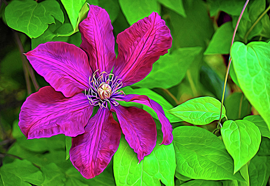 Nature Photograph - Brilliant Clematis Stylized by Maria Keady