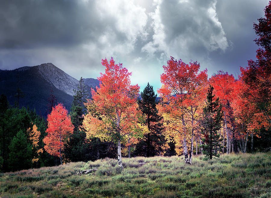 Tree Photograph - Brilliant Colorful Aspens 4x5 film by Leland D Howard
