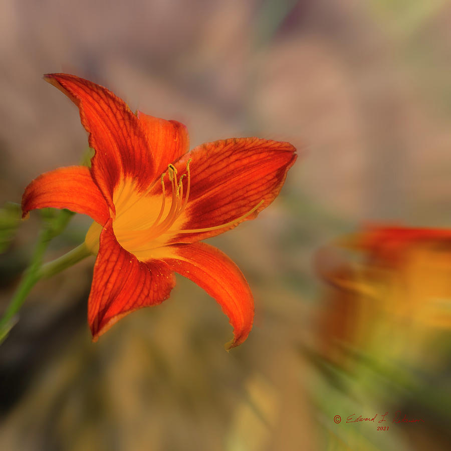 Brilliant Daylily 2 Photograph by Ed Peterson