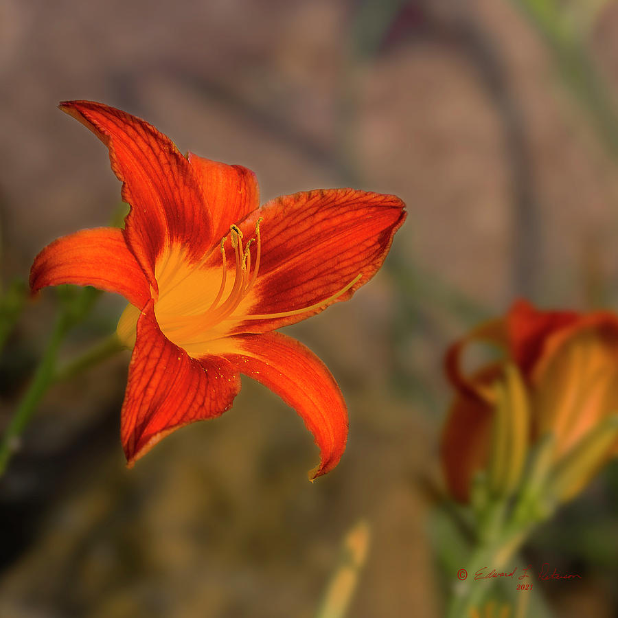 Brilliant Daylily Photograph by Ed Peterson