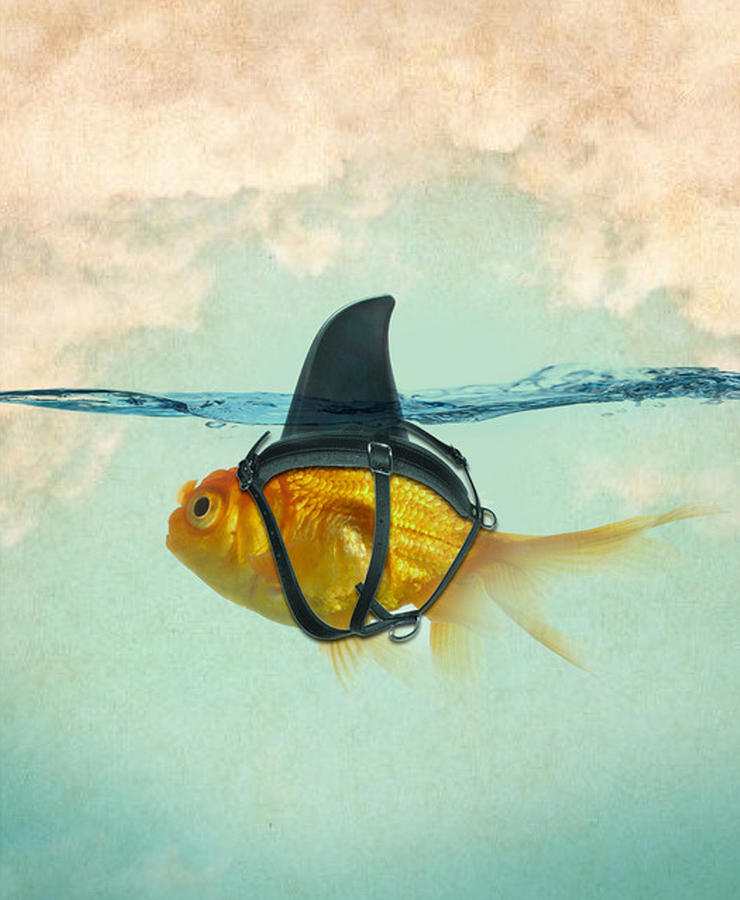 Brilliant DISGUISE - Goldfish with a Shark Fin Digital Art by Sophie ...