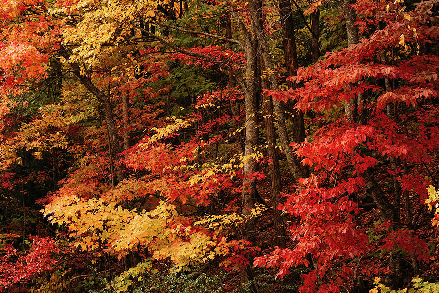 Brilliant Fall Color on the Blue Ridge Parkway Photograph by Joni Eskridge