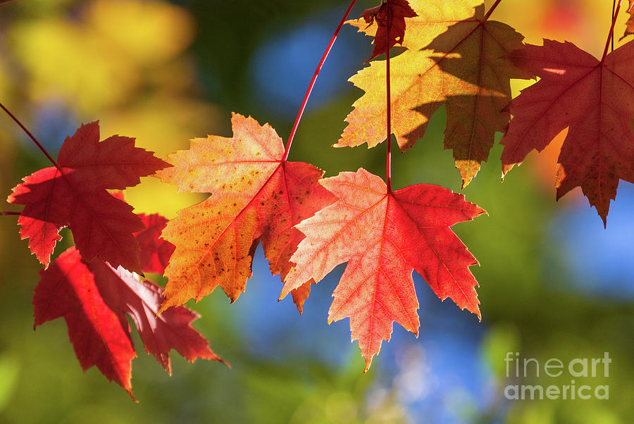 Brilliant Fall Leaves Photograph by Mimi Ditchie