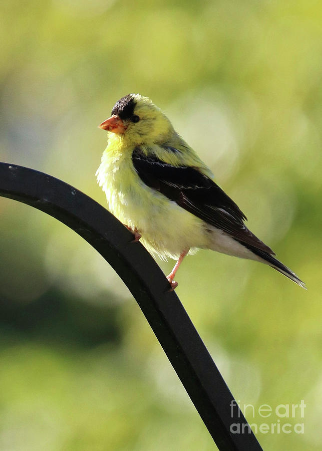 Brilliant Goldfinch Photograph by Carol Groenen