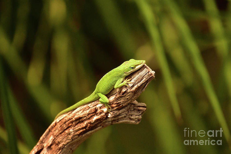 Brilliant Kelly Green Lizard Resting on a Tree Branch Photograph by DejaVu Designs