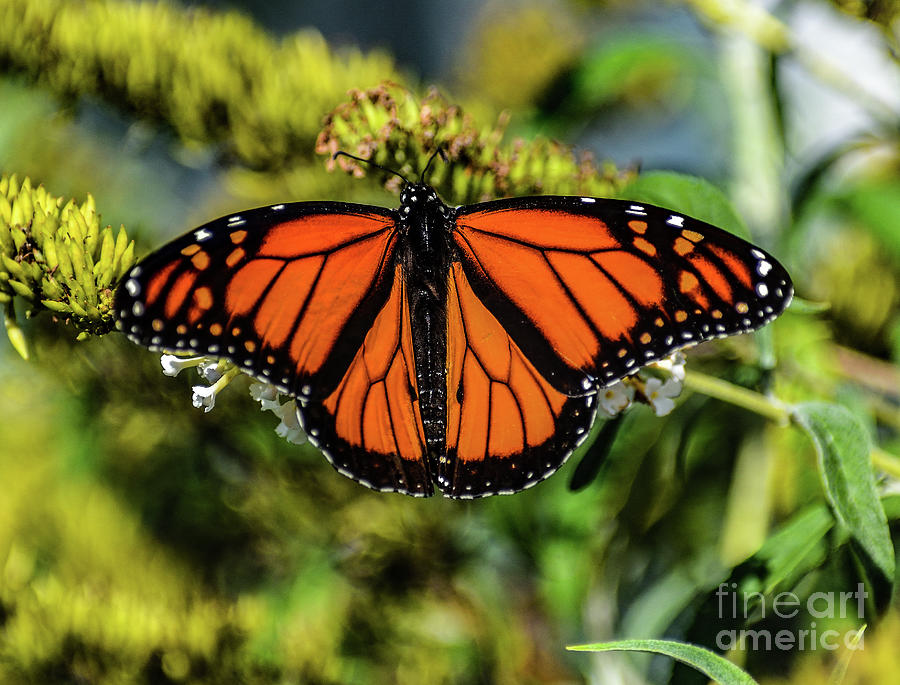 Brilliant Male Monarch Photograph by Cindy Treger