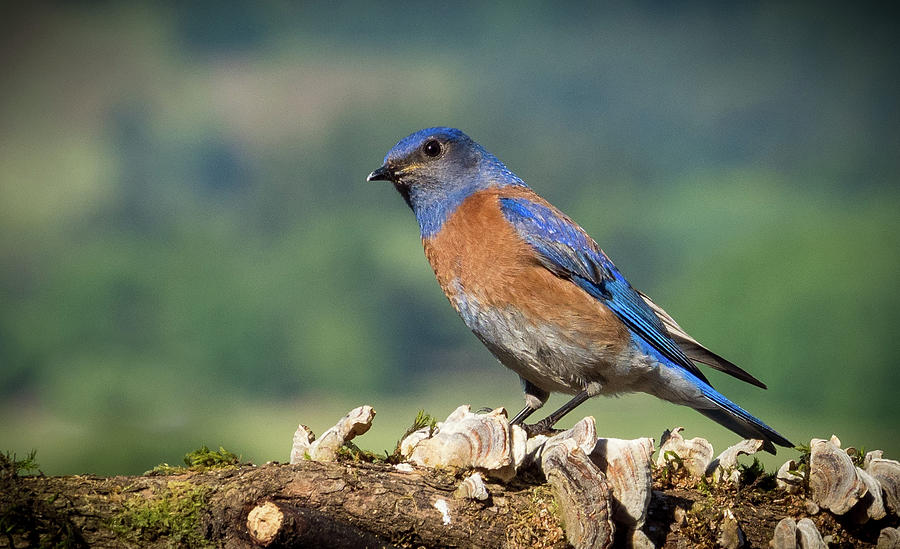 Brilliant Male Western Bluebird Photograph by Jean Noren