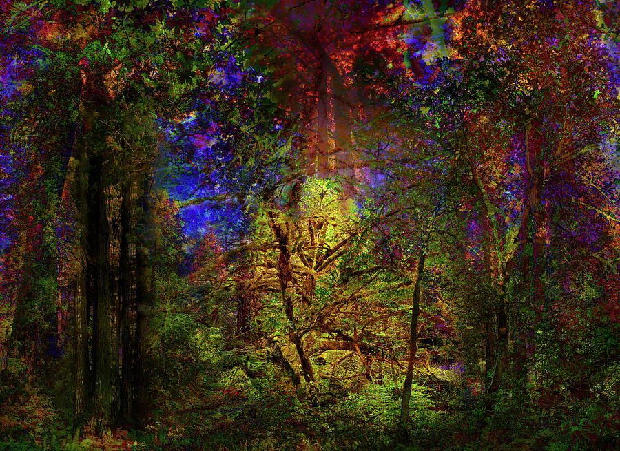 Brilliant moonlit forest glade without animals here Digital Art by ...