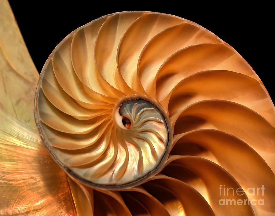 Brilliant Nautilus Photograph by Phil Cardamone
